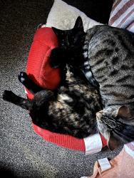 Lost Female Cat last seen Lititz,pa, Lititz, PA 17543