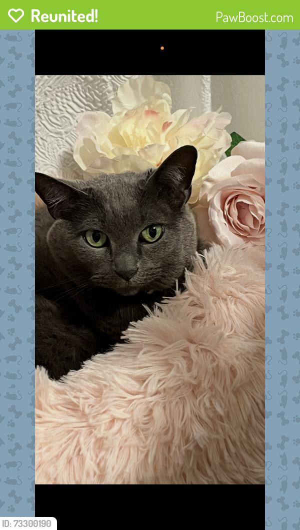 Reunited Female Cat last seen Overlook at Allensville apmts, Sevierville, TN 37876