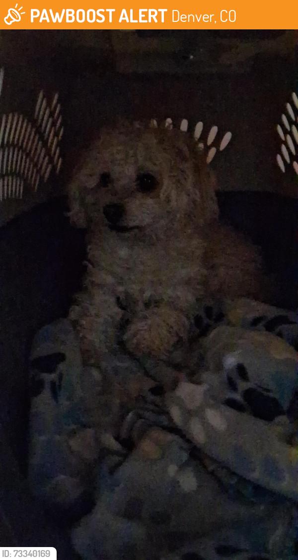 Found/Stray Unknown Dog last seen Randolph place and Potamac, Denver, CO 80239