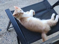 Lost Male Cat last seen Willis Street, Redding, CA 96001