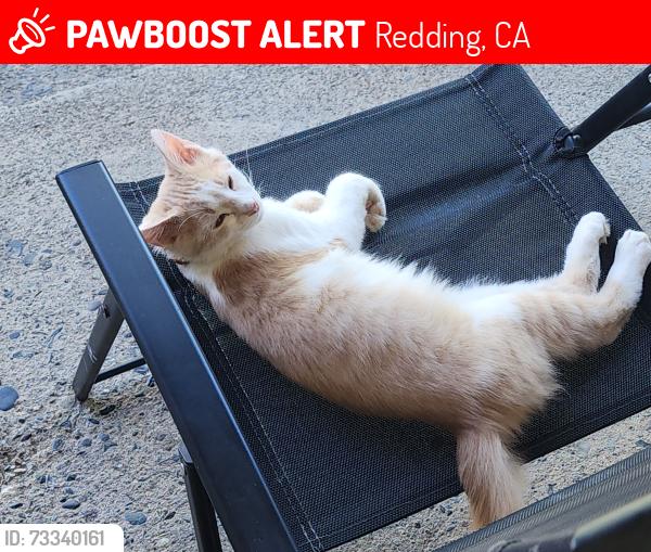 Lost Male Cat last seen Willis Street, Redding, CA 96001