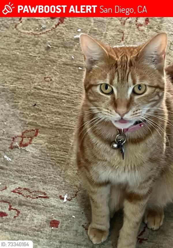 Lost Female Cat last seen 50th &Adams, San Diego, CA 92115