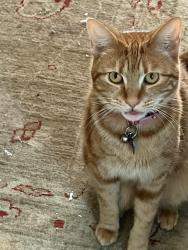 Lost Female Cat last seen 50th &Adams, San Diego, CA 92115