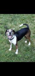 Reunited Male Dog last seen Lynn drive, Monroe, CT 06468