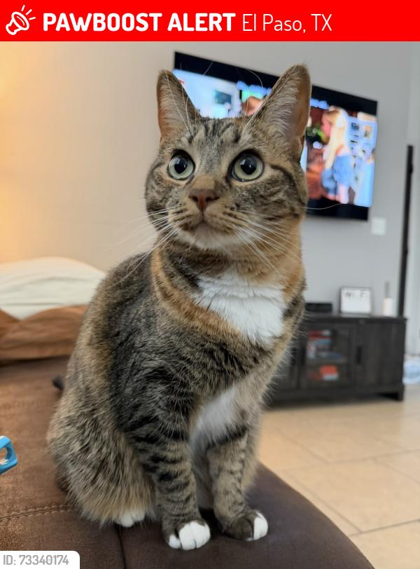 Lost Female Cat last seen Adisson y Joe battle, El Paso, TX 79936