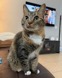 Lost Female Cat last seen Adisson y Joe battle, El Paso, TX 79936