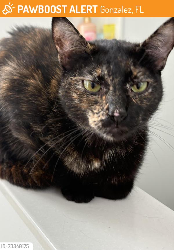 Found/Stray Female Cat last seen Southern Oaks Drive, Gonzalez, FL 32533