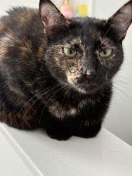 Found/Stray Female Cat last seen Southern Oaks Drive, Gonzalez, FL 32533