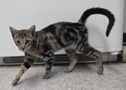 Shelter Stray Male Cat last seen Raleigh Ct and Spalding Dr, Roseville City, CA, 200 Tahoe Ave, Roseville, CA 95678, USA