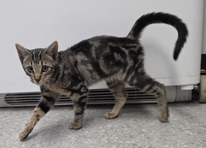 Shelter Stray Male Cat last seen Raleigh Ct and Spalding Dr, Roseville City, CA, 200 Tahoe Ave, Roseville, CA 95678, USA