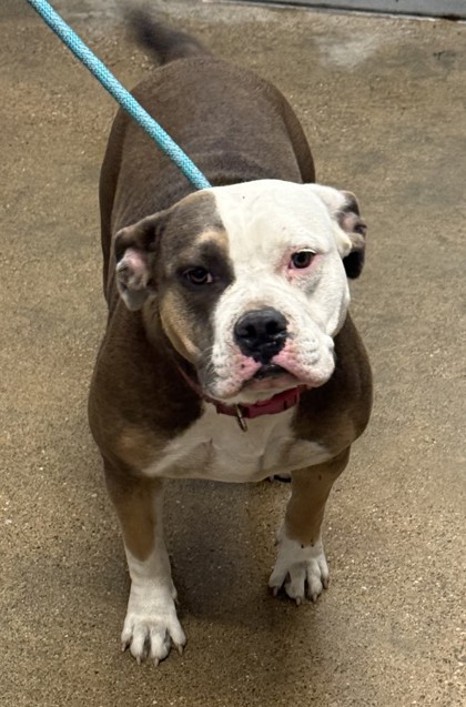 Shelter Stray Female Dog last seen E 93 & Miles, 4th District, OH, 9203 Detroit Ave, Cleveland, OH 44102, USA