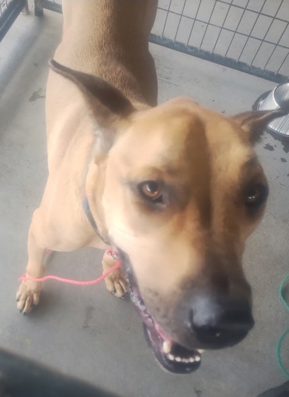 Shelter Stray Male Dog last seen Near STARING LN, 70810, LA, 2550 Gourrier Ave, Baton Rouge, LA 70820, USA