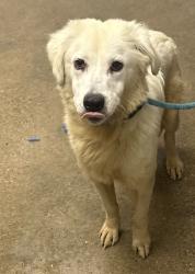 Shelter Stray Female Dog last seen E 131 & Miles, 4th District, OH, 9203 Detroit Ave, Cleveland, OH 44102, USA