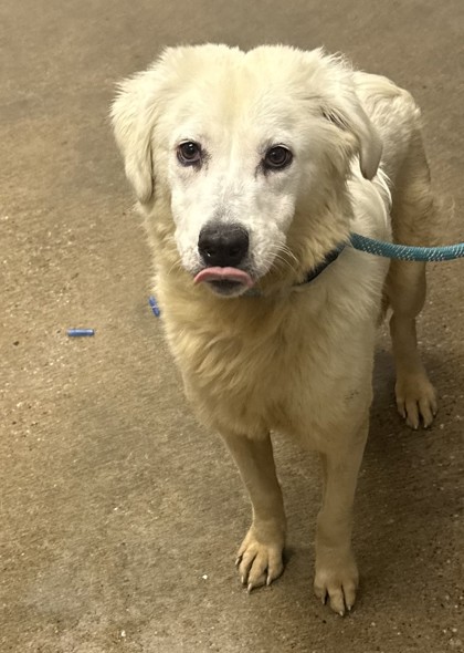 Shelter Stray Female Dog last seen E 131 & Miles, 4th District, OH, 9203 Detroit Ave, Cleveland, OH 44102, USA
