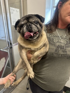 Shelter Stray Male Dog last seen Near W 41, 1st District, OH, 9203 Detroit Ave, Cleveland, OH 44102, USA