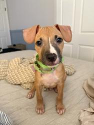 Shelter Stray Male Dog last seen Near camelot dr, South Fulton, GA, 1251 Fulton Industrial Blvd NW, Atlanta, GA 30336, USA