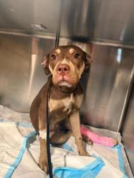 Shelter Stray Female Dog last seen VEG, Oakland,, 1101 29th Ave, Oakland, CA 94601, USA