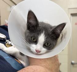 Shelter Stray Female Cat last seen 136th and Ditch Rd, Carmel City, IN, 10501 Hague Rd, Fishers, IN 46038, USA