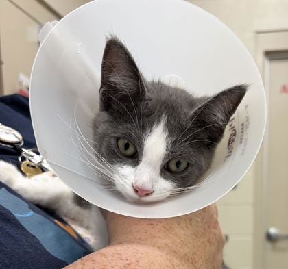 Shelter Stray Female Cat last seen 136th and Ditch Rd, Carmel City, IN, 10501 Hague Rd, Fishers, IN 46038, USA