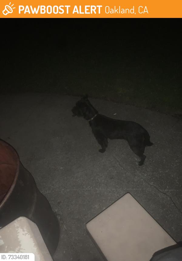 Found/Stray Female Dog last seen 105th in Oakland near San Leandro blvd, Oakland, CA 94603