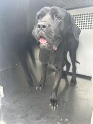 Shelter Stray Female Dog last seen Near Martin St, East District,, 355 Hillshire Dr, Haslet, TX 76052, USA