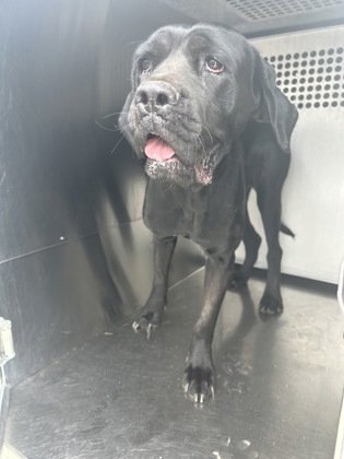 Shelter Stray Female Dog last seen Near Martin St, East District,, 355 Hillshire Dr, Haslet, TX 76052, USA