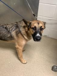 Shelter Stray Female Dog last seen Near E Annie st, Central District, TX, 355 Hillshire Dr, Haslet, TX 76052, USA