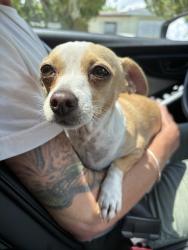 Reunited Female Dog last seen 46th ave n and Lown st, Lealman, FL 33714