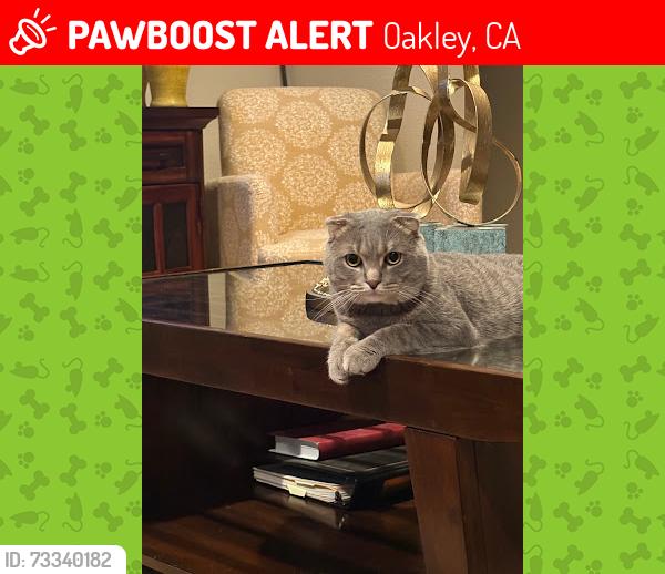 Lost Male Cat last seen shearwater way & Ibis, Oakley, CA 94561