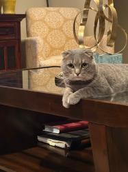 Lost Male Cat last seen shearwater way & Ibis, Oakley, CA 94561