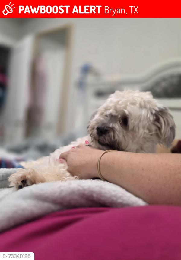 Lost Male Dog last seen Coulter WJB, Bryan, TX 77802