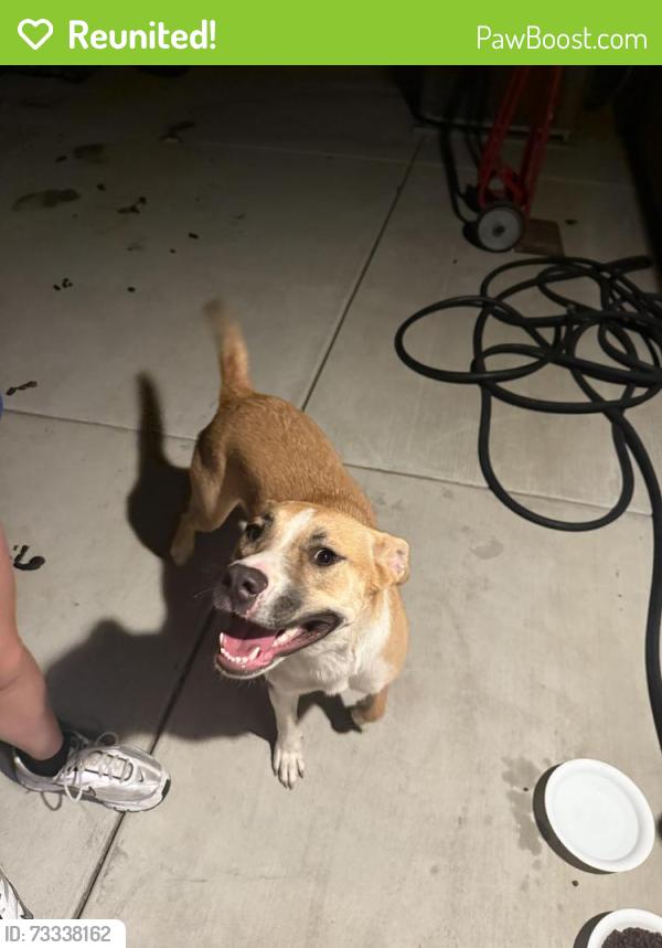 Reunited Female Dog last seen Primrose, Magnolia south of Lowe's, Riverside, CA 92503