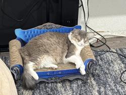 Reunited Female Cat last seen Belleview Ave, and S Simms St, Littleton, CO 80127