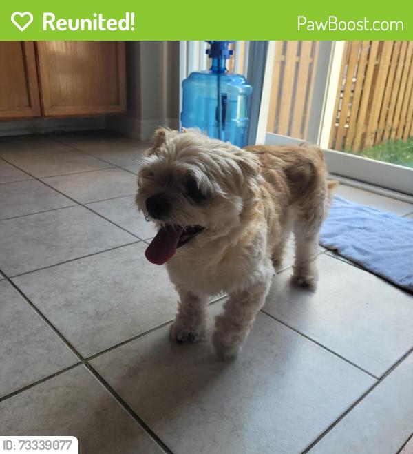 Reunited Female Dog last seen Mavis & eglinton, Mississauga, ON 