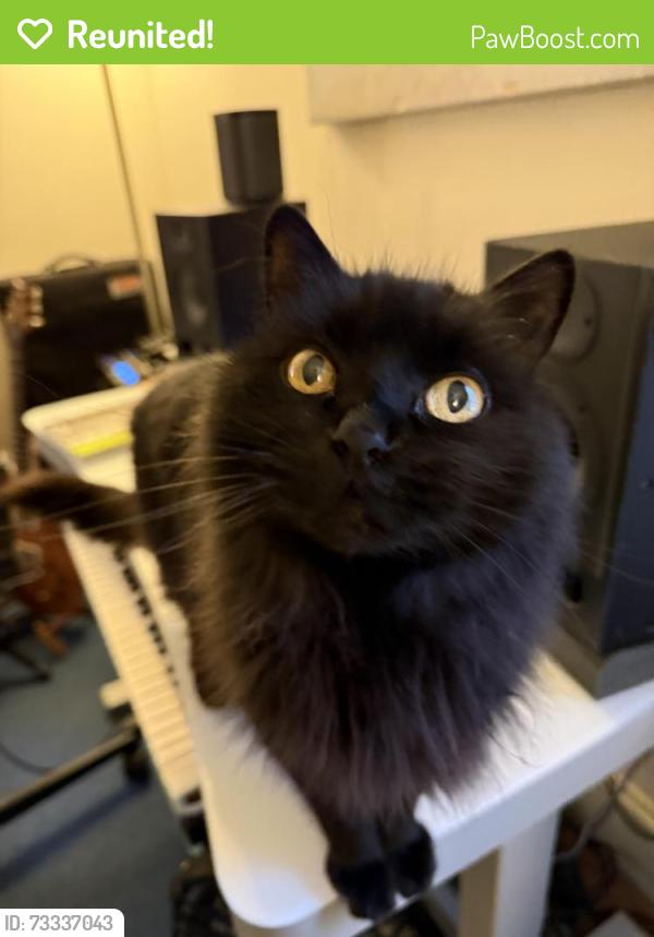 Reunited Male Cat last seen Stark, Winston-Salem, NC 27103