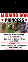 Lost Female Dog last seen Bayberry, Chino Hills, CA 91709