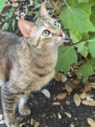 Lost Female Cat last seen Autumn Ridge neighbirdhood in Stonebridge Ranch, McKinney, TX 75069