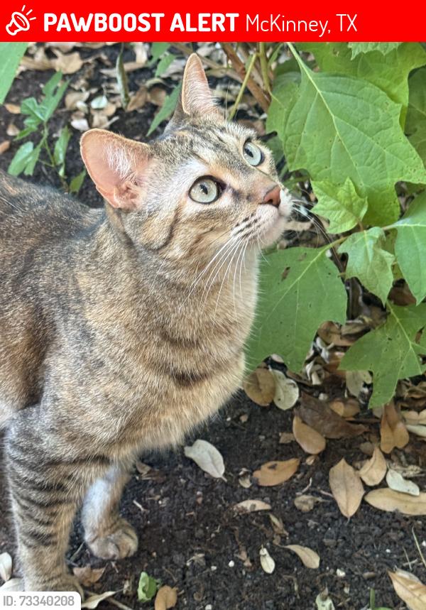 Lost Female Cat last seen Autumn Ridge neighbirdhood in Stonebridge Ranch, McKinney, TX 75069