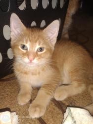 Lost Male Cat last seen Near Pierce rd Lansing Michigan, Lansing, MI 48910