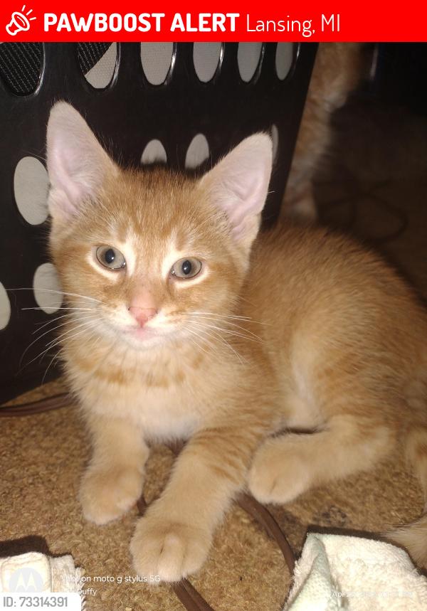 Lost Male Cat last seen Near Pierce rd Lansing Michigan, Lansing, MI 48910