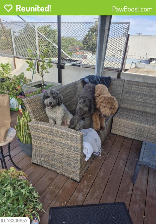 Reunited Male Dog last seen MLK / Atlantic, Lynwood, CA 90262