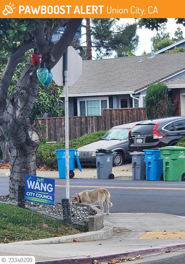 Found/Stray Unknown Dog last seen Queen Ann dr, Union City, CA 94587
