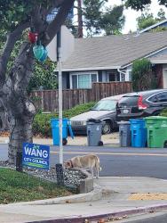 Found/Stray Unknown Dog last seen Queen Ann dr, Union City, CA 94587