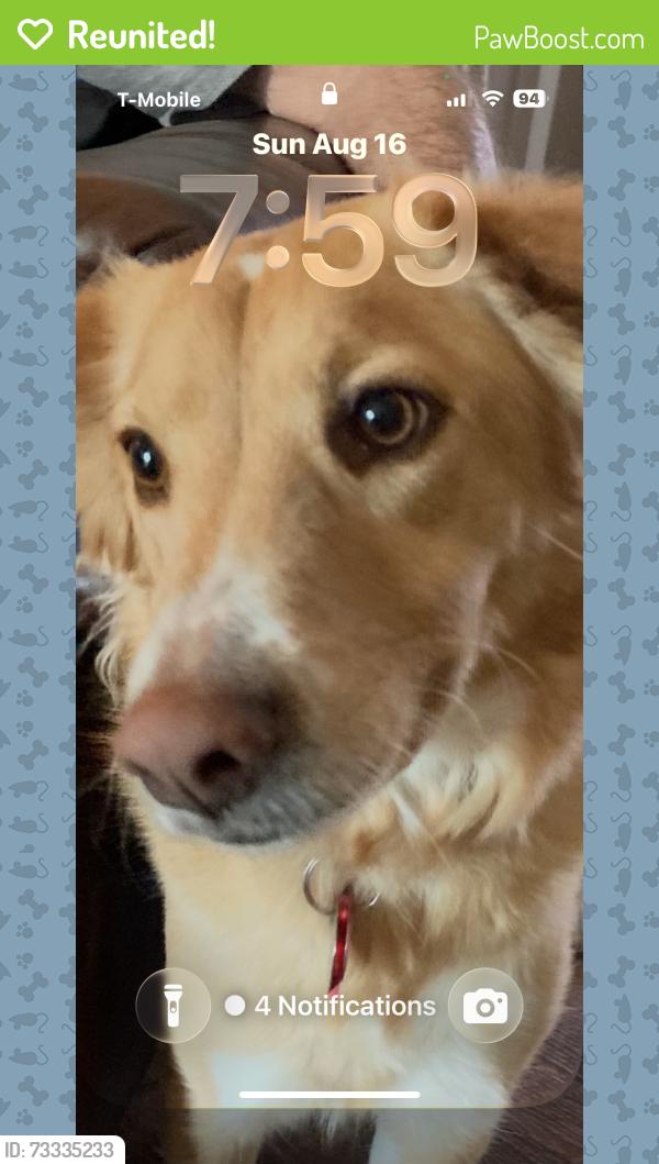 Reunited Female Dog last seen Near & Potranco Rd at Dove Creek, San Antonio, TX 78245