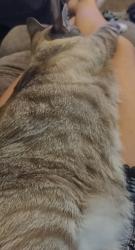 Reunited Male Cat last seen E. Manslick Rd., Louisville, KY 40229