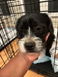 Found/Stray Male Dog last seen Magic Johnson Park, West Rancho Dominguez, CA 90059