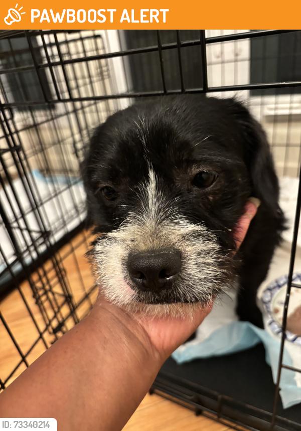 Found/Stray Male Dog last seen Magic Johnson Park, West Rancho Dominguez, CA 90059