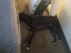 Reunited Male Dog last seen NE 181st and Davis Street, Portland, OR 97230