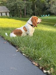 Lost Male Dog last seen Highland & Coombs, Elgin, IL 60124