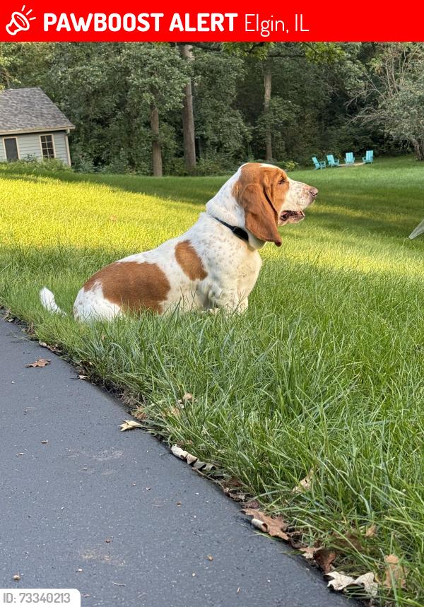 Lost Male Dog last seen Highland & Coombs, Elgin, IL 60124